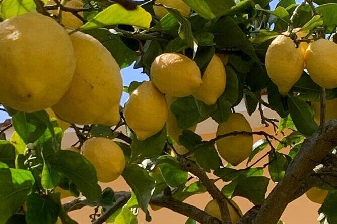 3 Hour Walking Tour of Sorrento with Local Food Tasting - Key highlights you’ll actually care about