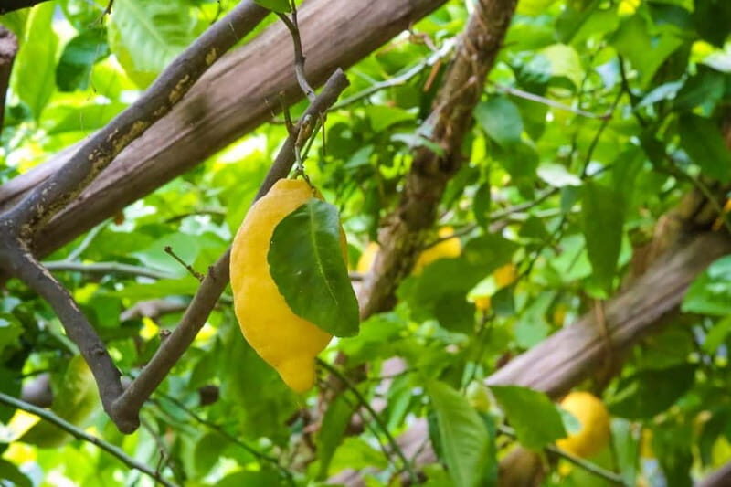 Amalfi Organic Lemon Tour & Wine Tasting + Dinner or Lunch - Entering the Amalfi Historical Garden: terrace farming with a purpose