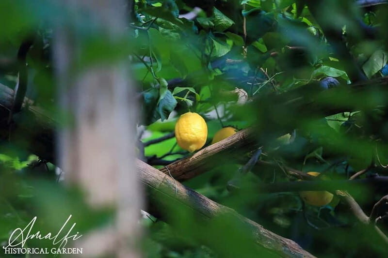 Amalfi Organic Lemon Tour & Wine Tasting + Dinner or Lunch - Wines and Amalfitan dishes: how the pairing is set up