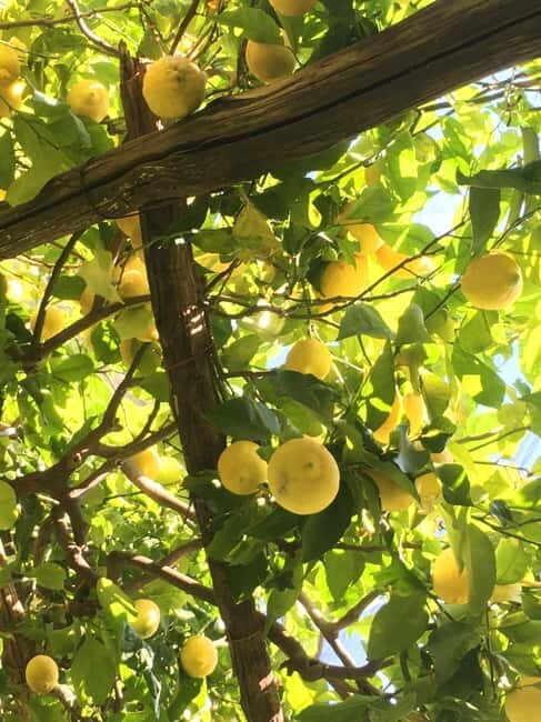 Amalfi Organic Lemon Tour & Wine Tasting + Dinner or Lunch - Who this tour suits best (and who should skip it)