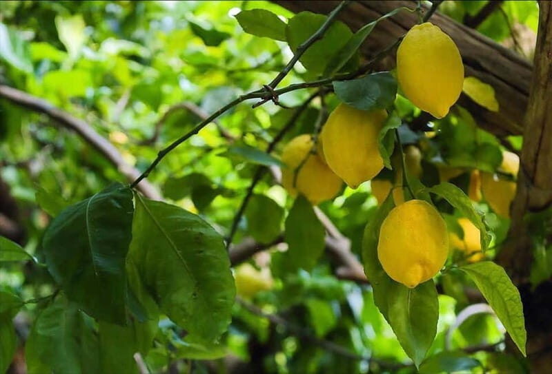 Amalfi Organic Lemon Tour & Wine Tasting + Dinner or Lunch - The 3-hour lemon tour flow: what happens from Via delle Cartiere to the tasting table