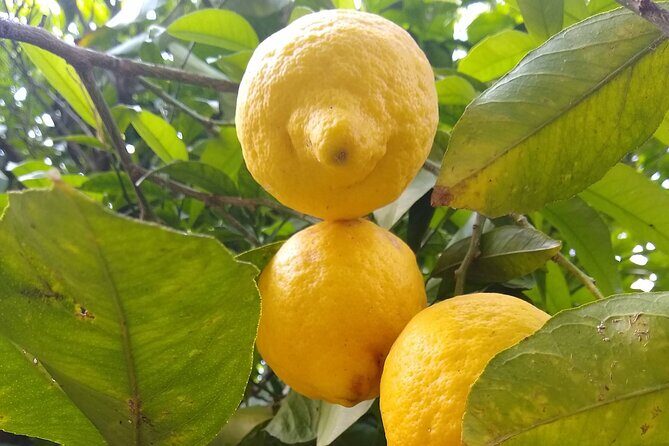 Cooking class in Capri for small groups - The welcome drink and garden ingredient hunt