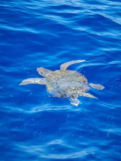 From Sorrento: Capri Boat Tour with Blue Grotto Visit - Blue Grotto Visit: The 60-Minute Main Event