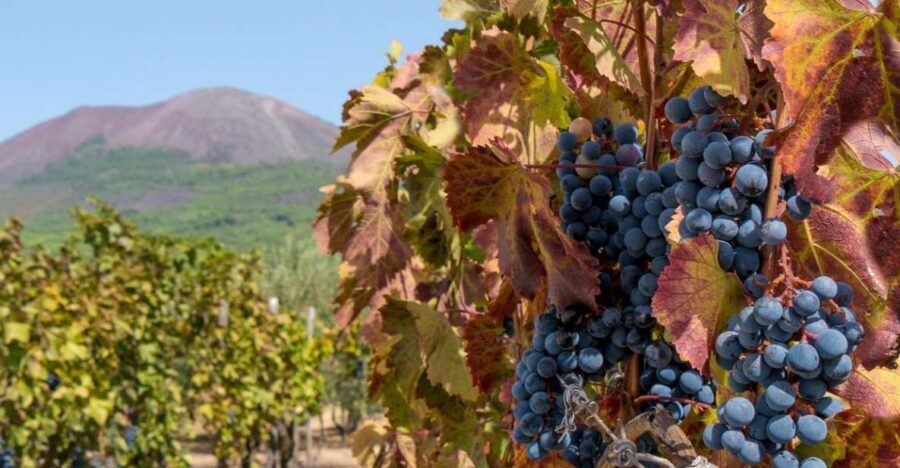 From Sorrento: Herculaneum Guided Tour with easy Lunch - Ercolano break and winery lunch: a real reset on a volcano’s slopes