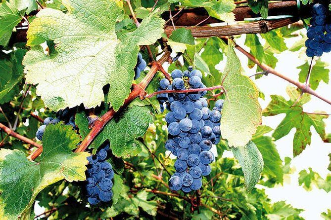 Full Day Small Group Pompeii Tour from Sorrento with Local Wine Tasting - Price and value: is $161.19 a fair deal for this mix?