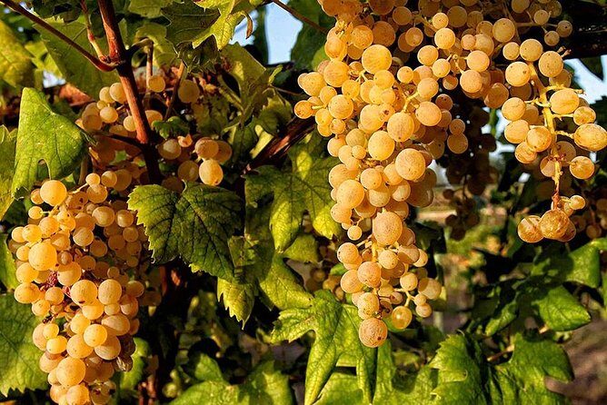 Full Day Small Group Pompeii Tour from Sorrento with Local Wine Tasting - FAQ