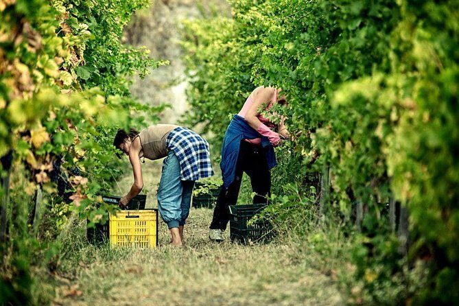 Full Day Small Group Pompeii Tour from Sorrento with Local Wine Tasting - Bosco de’ Medici winery lunch: where the day relaxes