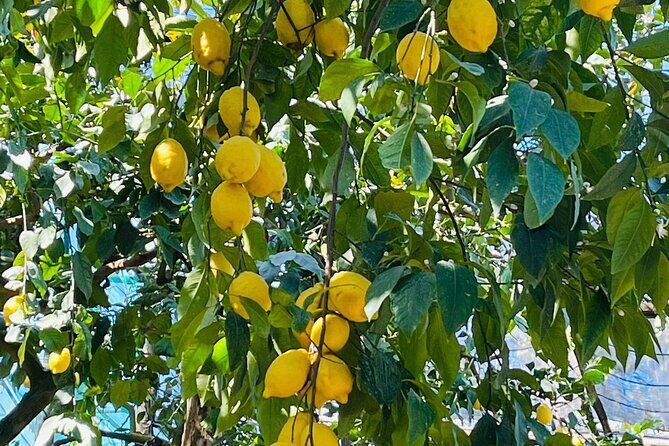 Guided tour of the history and tradition of the Sorrento lemon - The Pizzo garden: a 19th-century base for today’s lemon story