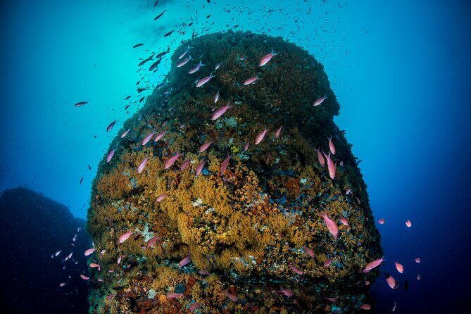 Immersion in Banco Santa Croce from Sorrento with Expert Guide - The Double Underwater Sessions: How the Day Actually Flows