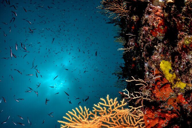 Immersion in Banco Santa Croce from Sorrento with Expert Guide - Booking Advice: Should You Book This Scuba Trip?