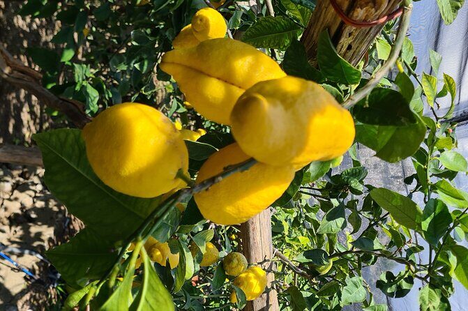 Lemon path hike - Amalfi coast - Lemon Path Hike: What Makes This Walk Worth Your Time