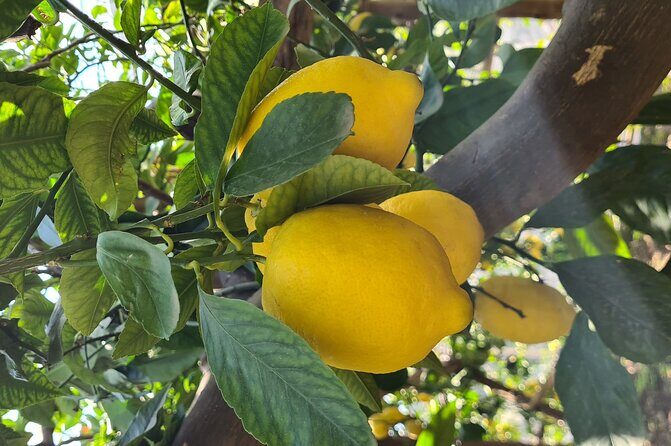 Lemon path hike - Amalfi coast - Meet Enzo Masullo: The Value of a Real Local Guide