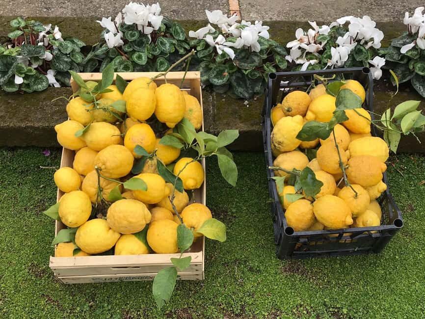 Lemon Tour with Lunch/Dinner - Lunch or dinner under lemon trees: what’s on the menu