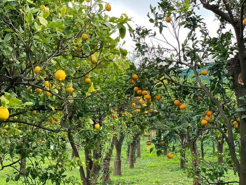Lemon Tour with Lunch/Dinner - What you’ll learn on the garden walk (and why it’s useful)