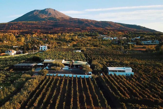 Organic Wine Tasting & Lunch on Vesuvius with Transfer from Sorrento Peninsula - Key highlights you should know first