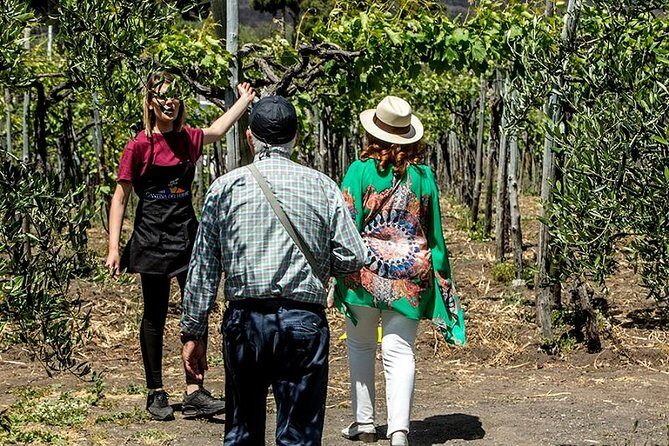 Organic Wine Tasting & Lunch on Vesuvius with Transfer from Sorrento Peninsula - Lunch With Traditional Neapolitan Food (Vegetarian and Vegan Included)