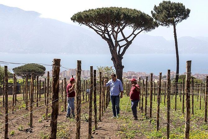 Organic Wine Tasting & Lunch on Vesuvius with Transfer from Sorrento Peninsula - Who This Tour Fits Best on the Sorrento Peninsula