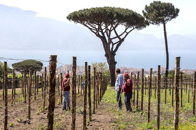 Pompeii Ruins & Wine Tasting with Lunch on Vesuvius with Private Transfer - Price reality check: what $417.91 covers (and what it doesn’t)