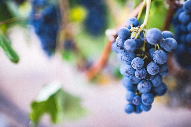 Pompeii, Vesuvius & Wine Tasting - How This Pompeii-Vesuvius Day Works From Sorrento