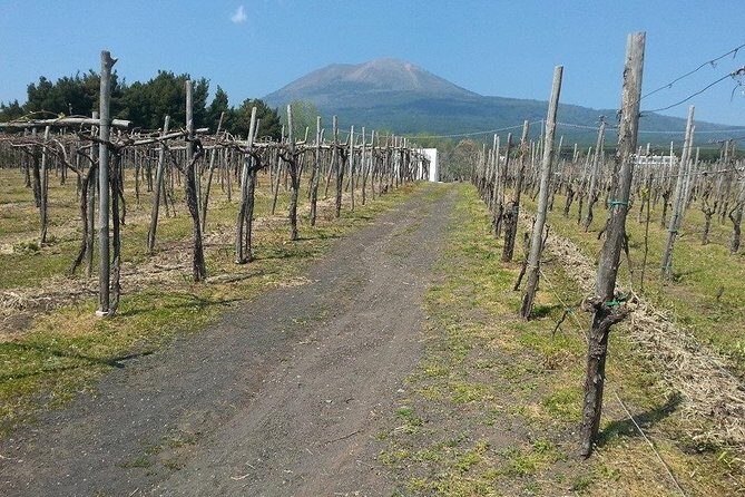 Pompeii-Vesuvius-Wine tour from Sorrento, licensed guide included - Pompeii in 2 guided hours: what you actually get to see