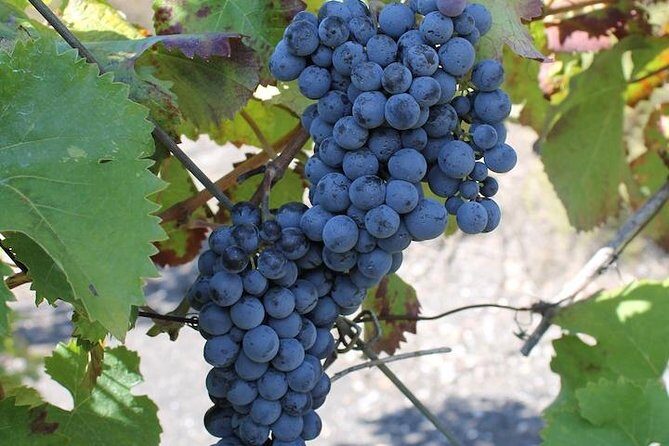 Private day tour to Pompei ,winery, Sorrento from Napoli/Salerno/Amalfi/Positano - Sorrento After Lunch: How to Use the Time You’re Given