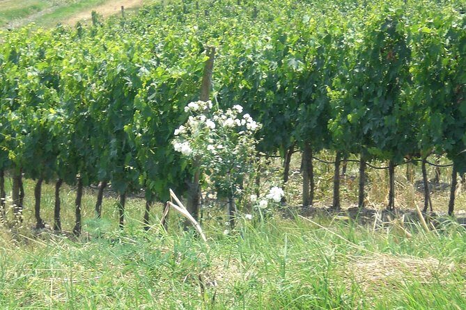 Private day tour to Pompei ,winery, Sorrento from Napoli/Salerno/Amalfi/Positano - What This Day Tour Actually Costs (and the Value You’re Buying)