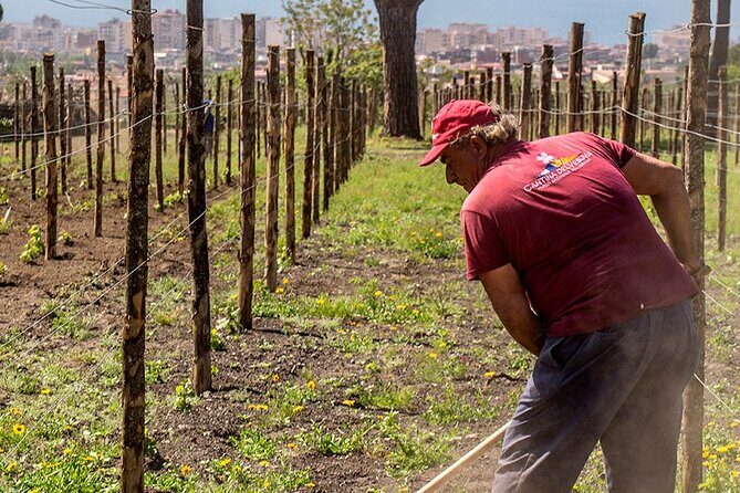 Private Pompeii Tour with Wine Tasting Experience - Should you book this Pompeii private tour with wine tasting?