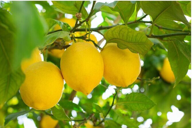 Sorrento: at the Vivaio by E-Bike with Limoncello Tasting - Key highlights