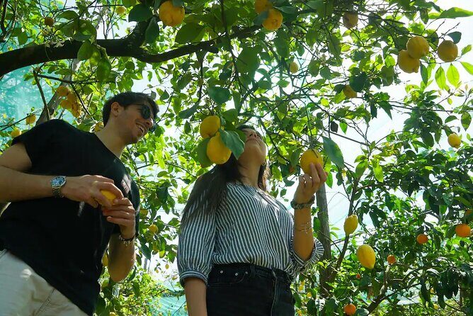 Sorrento: Authentic Lemon Experience at a Farm with Tastings - Key things that make this Sorrento lemon farm tour work