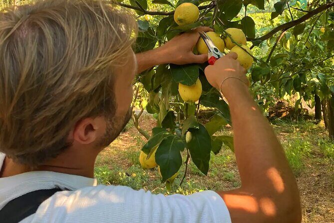 Sorrento: Authentic Lemon Experience at a Farm with Tastings - A working lemon farm in Piano di Sorrento: what you can expect