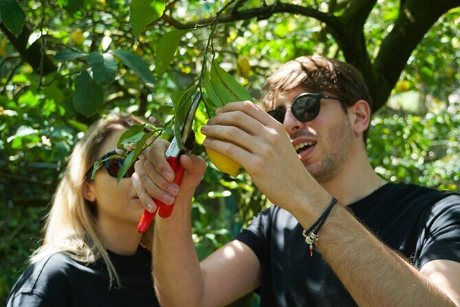 Sorrento: Authentic Lemon Experience at a Farm with Tastings - Making lemonade with lemons you harvested (yes, you’ll taste your work)