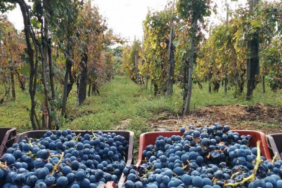Sorrento: Family Farm Experience with Lunch - Price and time: does $169.93 feel fair?