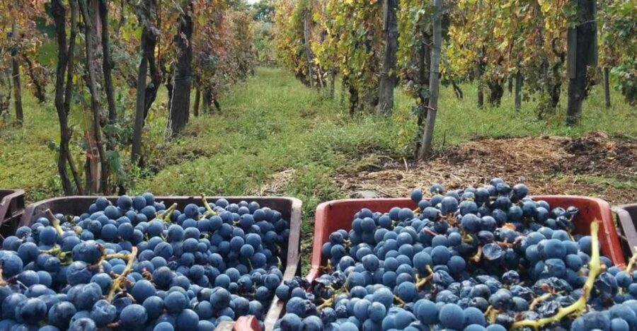 Sorrento: Family Farm Experience with Lunch - Getting to the countryside: the Sorrento meeting point and the scenic drive