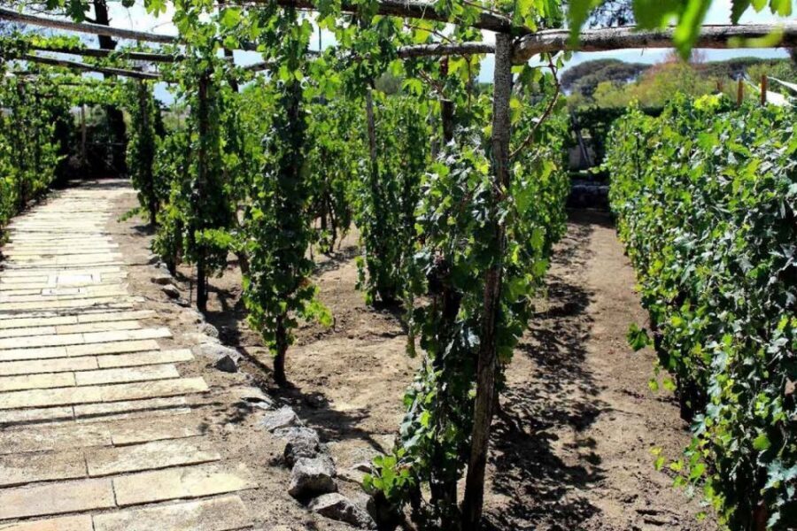 Sorrento: Family Farm Experience with Lunch - Who this Sorrento family farm experience is best for