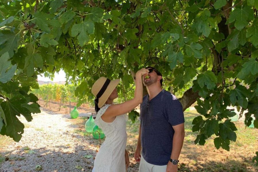 Sorrento: Family Farm Experience with Lunch - On the farm: walking lemon groves, olive trees, and vineyards