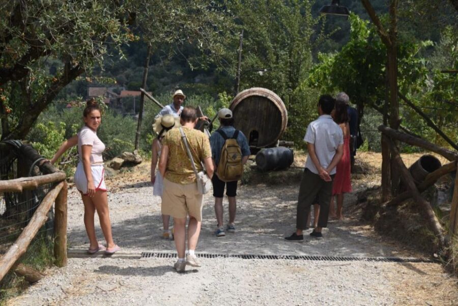 Sorrento Farm Experience: Pizza, Cheese, Wine & More - The D.O.P. Farm Tour: Cheese, Tomatoes, and Farm-to-Table Context