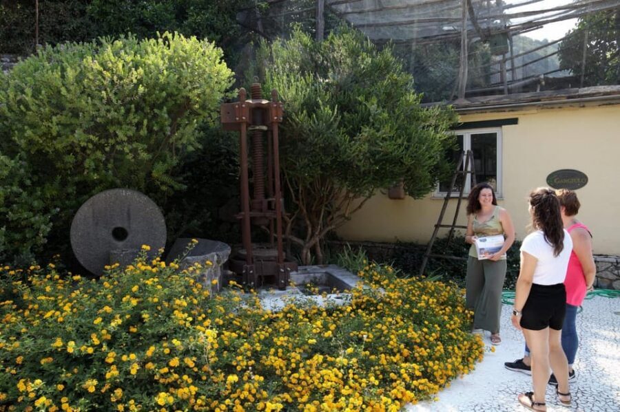 Sorrento: Guided Olive Mill Visit with Tastings - Key takeaways before you go