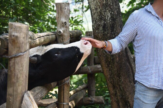 Sorrento Half-Day Farm Experience: Pizza, Cheese Making and Wine - A Four-Hour Farm Day in Sorrento That Feels Like Food Work, Not a Show