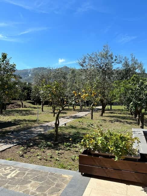 Sorrento: Mozzarella experience. Say CHEESE with us! - Lemon orchard tour: why the walk is part of the flavor lesson