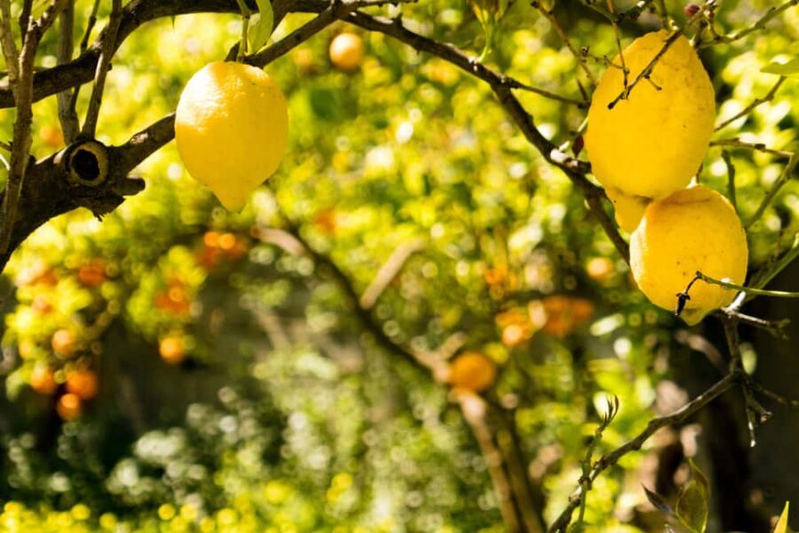 SORRENTO: Sunset Limoncello Making After-Dinner Experience - Price and value: is $55.80 per person worth it?