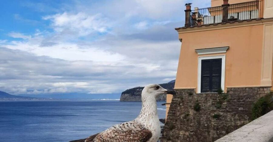 Sorrento: walking in the Grand Tour with stunning landscapes - Key tour takeaways before you go
