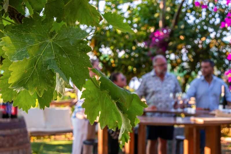 Sorrento: Wine Tasting Overlooking the Sea in a Lemon Grove - Key highlights you should care about