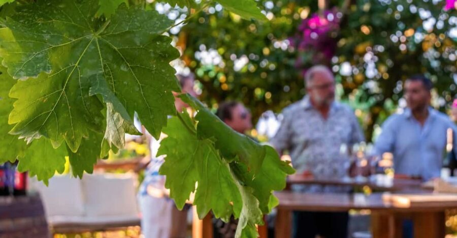Sorrento: Wine Tasting Overlooking the Sea in a Lemon Grove - Meeting at Vallone dei Mulini and the short van ride