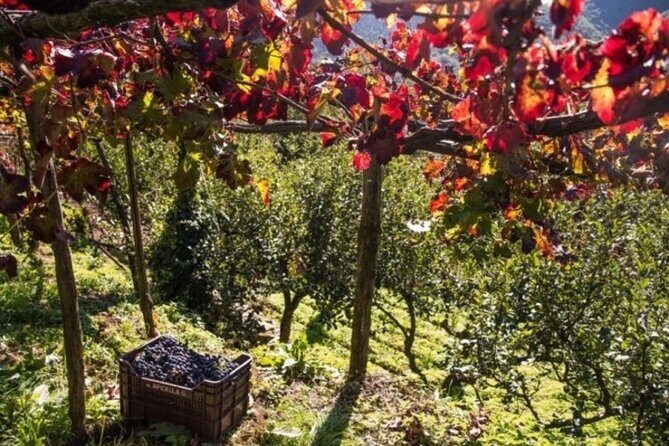Wine tasting at the Apicella winery - Getting to Cantine Apicella (and why Tramonti feels different)