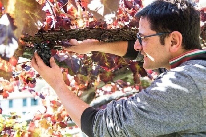 Wine tasting at the Apicella winery - The A’ Scippata vineyard walk: pergola vines and old-school farming