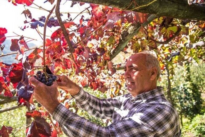 Wine tasting at the Apicella winery - The tasting: wines in production with Tramontini bites