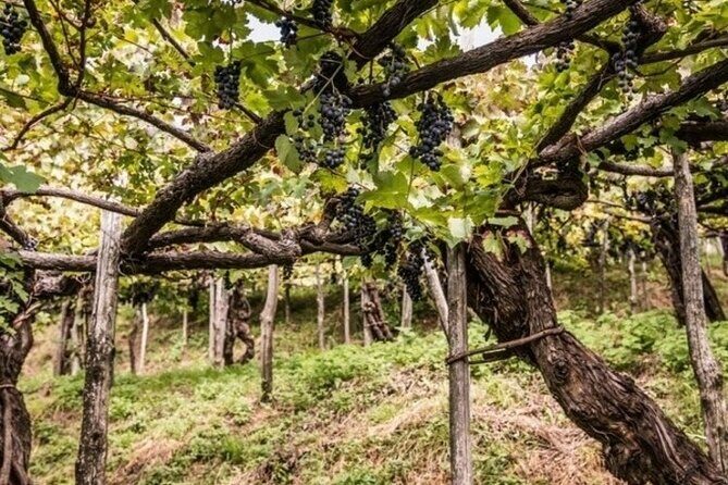 Wine tasting at the Apicella winery - Inside the cellar: how red and white wines are made