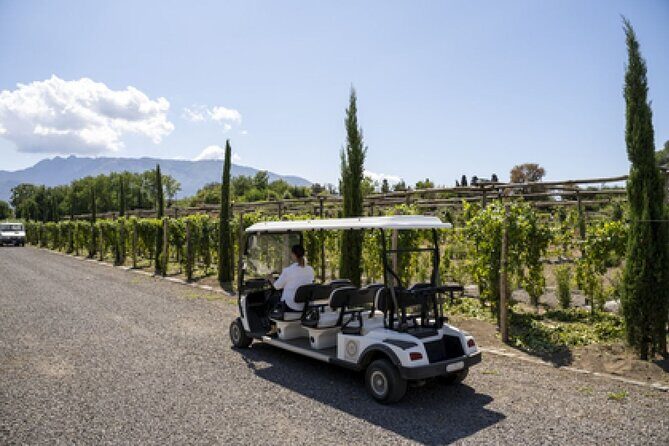 Wine Tasting Including Lunch - Vineyard Walk on Vesuvius: Organic, Protected, and Practical